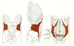 Transverse Abdmonius anatomy