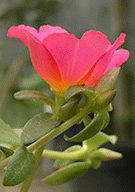 Beautiful pink flower...